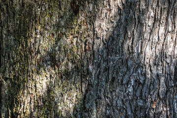 Old Wood bark macro backgrounds.
