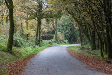 Road in autumn