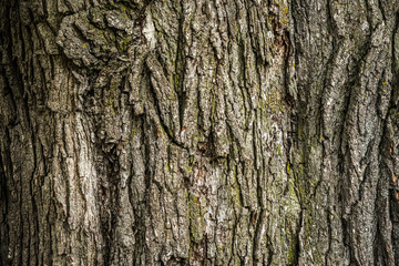 Old Wood bark macro backgrounds.