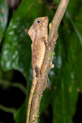 Helmeted Basilisk (Coryptophanes cristatus), La Selva Biological Station, Costa Rica