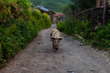 A domestic piglet walking down the street in the village. - 300728813