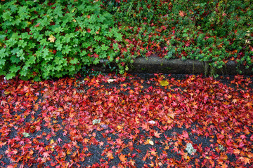 Colorful fallen maple leaves curbside on a street and garden on a wet day