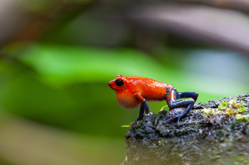 Strawberry Poison-Dart Frog (Oophaga pumilio) - male calling, La Selva Biological Station, Costa Rica