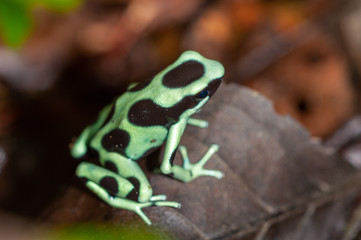 Green and Black Poison Dart Frog (Dendrobates auratus) in tropical rainforest, Costa Rica