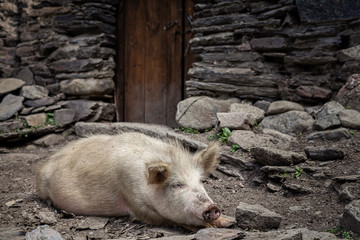 A piglet sleeps on the ground near a stone barn. - 300728867