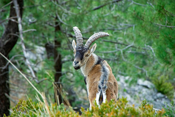 Cabra Hispánica, en la sierra de Cazorla, Segura y Las Villas.