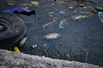Dead fish in contaminated water with plastic bottles, a tire and other human waste. - 300729206