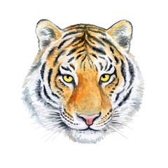 Portrait Muzzle Tiger in color isolated on white background. Watercolor. Illustration. Template. Hand drawing. Painting