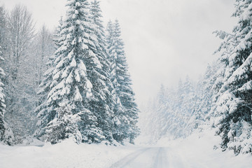 Heavy snowfall. Snow covered road through a pine winter forest. - 300729289
