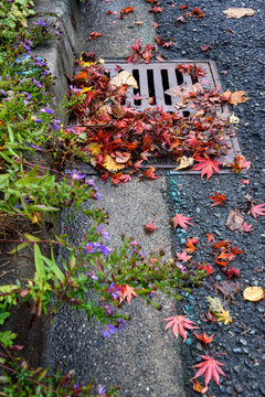 Flooding threat, fall leaves clogging a storm drain on a wet day, street and curb