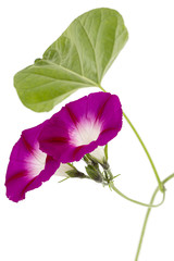 Flower of  ipomoea, Japanese morning glory, convolvulus, isolated on white background