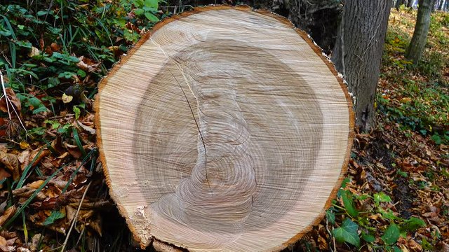 Tree trunk in the woods.