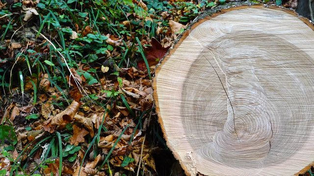 Tree trunk in the woods.