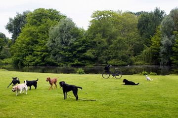 View of dogs playing on grass field, pond, trees at Vondelpark in Amsterdam. It is a public urban park of 47 hectares. It is a summer day. - 300729895