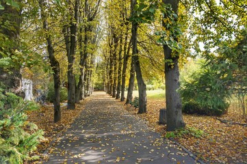Naklejka premium Linden alley in the park in the former estate of the surgeon Pirogov.