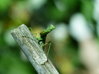 Hello Mantis