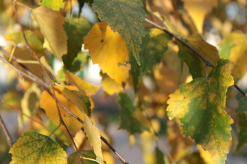 maple leaves in autumn