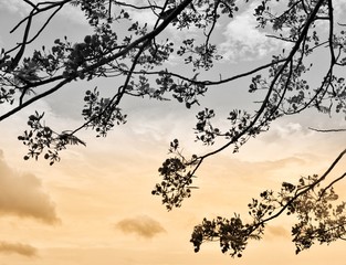 silhouette of tree with blue sky and clouds