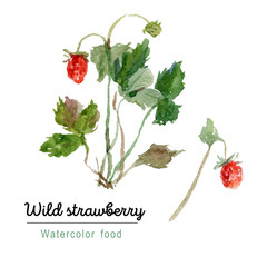 Bush of wild strawberries. Watercolor botanical sketch. - 300731253