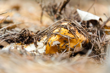 Beautiful edible mushroom closeup in the forest.