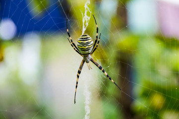 A yellow striped spider outside in nature in its web. Argiope bruennichi is also called a zebra, tiger, silk ribbon, wasp spider in front of a blurred background, colorful background.