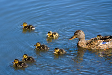 Mallard female duck (Anas platyrhynchos) with young baby ducks in lake.