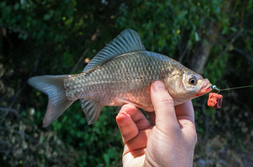 Fototapeta premium caught crucian in the hand of a fisherman