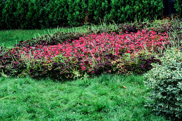 Landscape - cultivated flowers in a park area