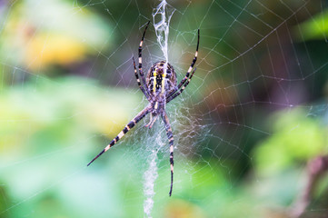 A yellow striped spider outside in nature in its web. Argiope bruennichi is also called a zebra, tiger, silk ribbon, wasp spider in front of a blurred background, colorful background.
