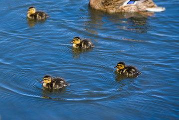 Mallard female duck (Anas platyrhynchos) with young baby ducks in lake.