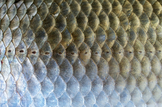 scales of carp closeup, background texture