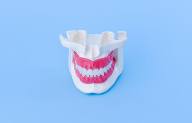 Fototapeta na wymiar Human jaw with teeth and gums anatomy model