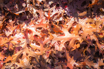 Brown background image of fallen oak leaves