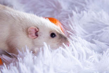 Happy New Year! cute white pet rat in a white fluffy plaid.  The rat is a symbol Of the new year 2020.