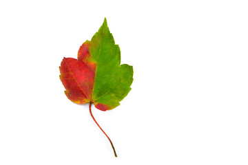 Maple leaf turning color in fall is half red half green isolated on white