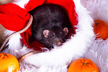 Fototapeta na wymiar cute black pet rat in a Christmas wreath.