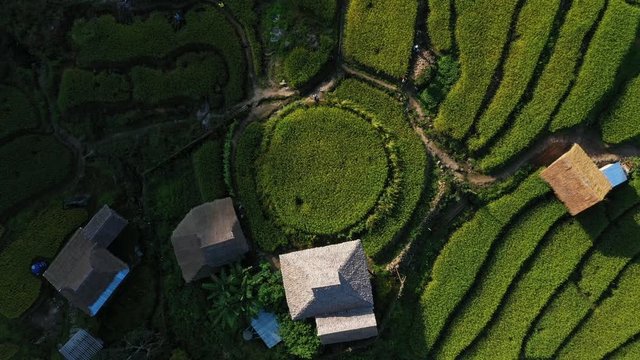 Aerial view morning scene of Pa Bong Piang paddy terraced rice fields with farm huts, Mae Chaem, Chiang Mai Thailand