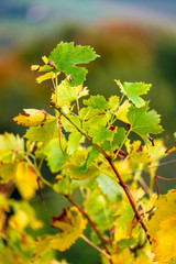 Colors of vineyard in autumn