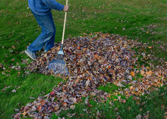Man raking autumn leaves on lawn