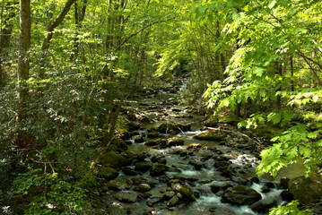 Mountain stream rushing down hill thru the dense brush