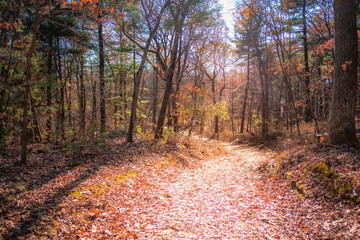 Sun shines bright on forest path