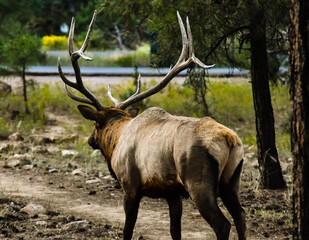 Elk in wood