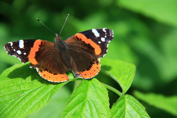 Admiral  Vanessa atalanta