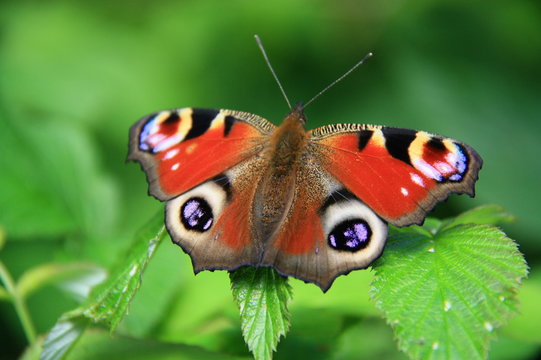 Tagpfauenauge  Aglais io  , Schmetterling