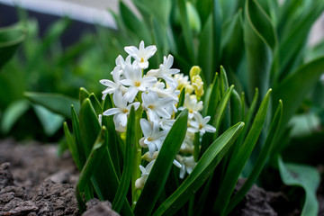 Hyacinth White in the Garden