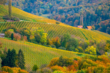 Fototapeta na wymiar Vineyards in autumn