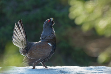 Tetrao urogallus in wild nature in spruce forest, western capercaillie