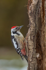 Middle spotted Woodpecker. Dendrocoptes medius.