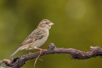 sparrow perched on a branch