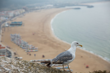 seagull on the beach